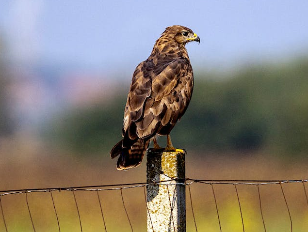 Buizerd