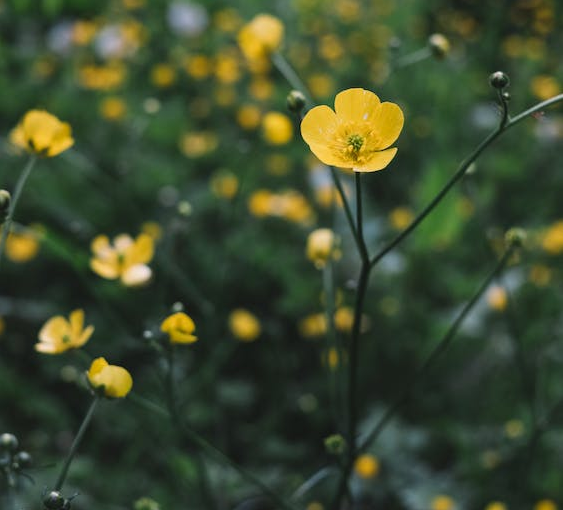 Kruipende boterbloem