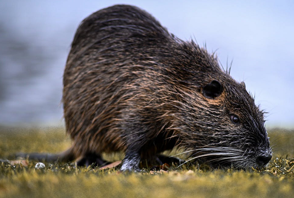 Muskusrat