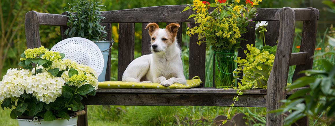 Dieren & planten Dieren & planten cursussen