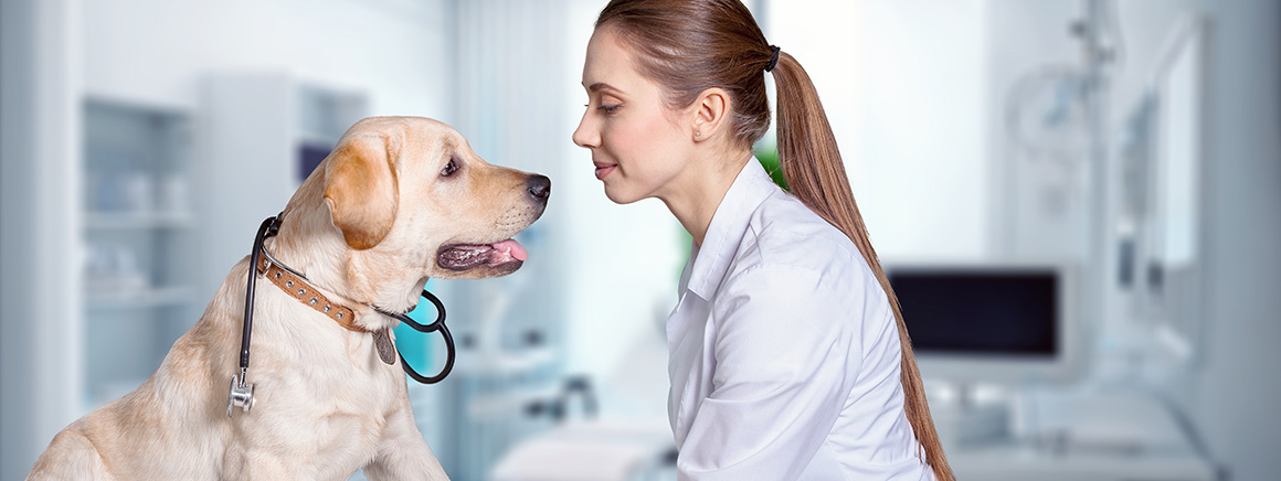 Basisopleiding Dierenartsassistent Paraveterinair