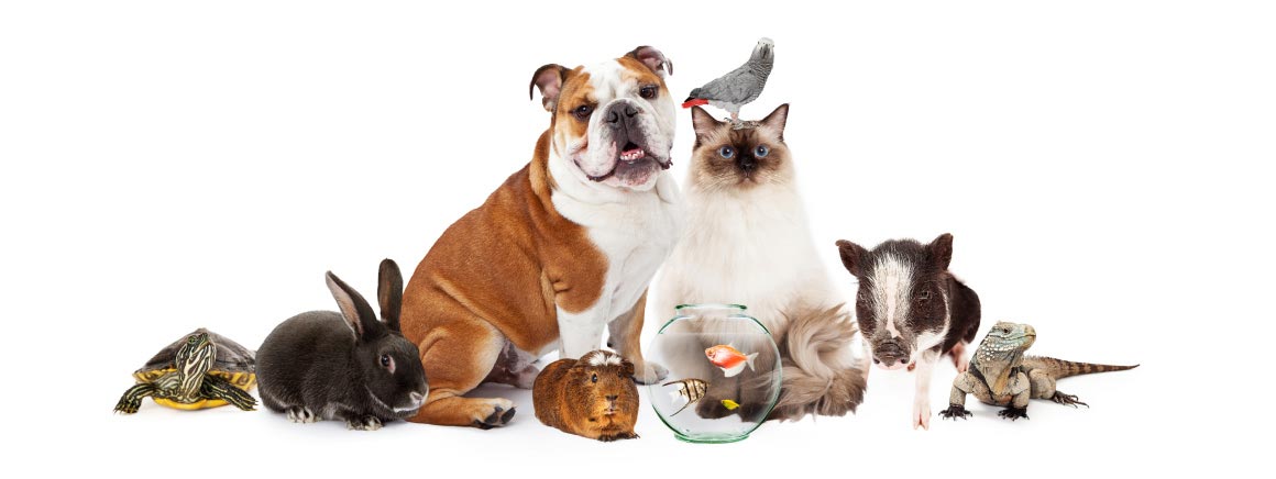 Dierenverzorging Dierenverzorging